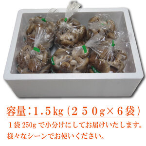 生しいたけ 小サイズ 1.5kg しいたけ