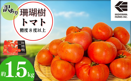 【2026年先行予約】 訳あり トマト 珊瑚樹 約1.5kg 2026年4月発送