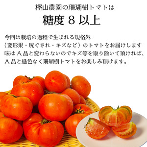 【2026年先行予約】 訳あり トマト 珊瑚樹 約1.5kg 2026年4月発送