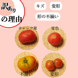 【2026年先行予約】 訳あり トマト 珊瑚樹 約1.5kg 2026年4月発送