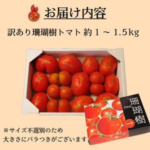 【2026年先行予約】 訳あり トマト 珊瑚樹 約1.5kg 2026年4月発送