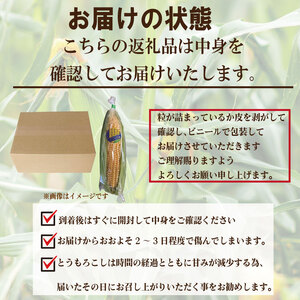 【2026年5月頃~6月頃出荷】とうもろこし スイートコーン 2kg とうもろこし