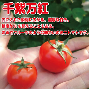 【2026年3月発送】 ミニトマト 千紫万紅 甘い 国産 2kg