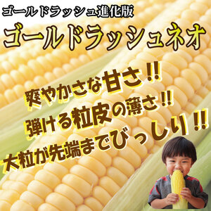 【先行予約】 とうもろこし スイートコーン 2kg 2026年4月より順次発送