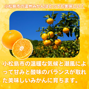 【2025年11月順次発送】 みかん 秀品 温州みかん5kg