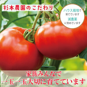 【2026年3月発送】 桃太郎トマト 約2kg 先行予約 トマト