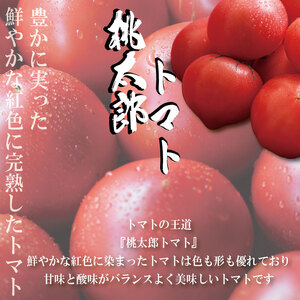 【訳あり】 【2025年12月発送】 桃太郎トマト 約1kg 先行予約 トマト