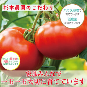 【訳あり】 【2026年4月発送】 桃太郎トマト 約1kg 先行予約 トマト