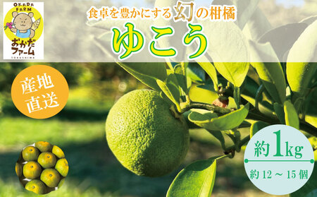 【2025年10月中旬順次発送】 ゆこう 柑橘 1kg ゆこう