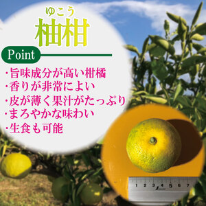 【2025年10月中旬順次発送】 ゆこう 柑橘 1kg ゆこう