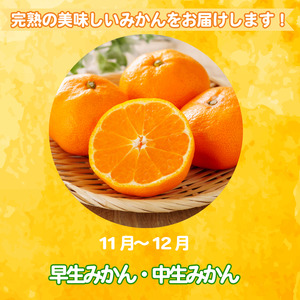 【2025年11月順次発送】 みかん 秀品 温州みかん3kg