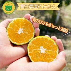 【2025年11月順次発送】 みかん 秀品 温州みかん3kg