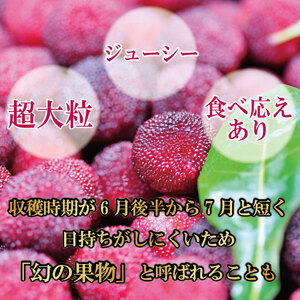 【先行予約】 やまもも フルーツ 400g レア やまもも 2025年6月下旬順次発送
