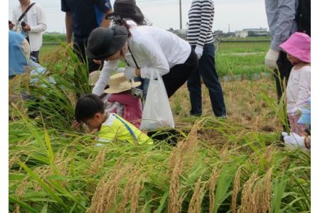 お米 白米 コシヒカリ 10kg 国産 徳島県 たんぼ米 