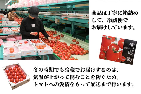 トマト 定期便 3回 計3kg 2026年3月下旬から発送 珊瑚樹トマト