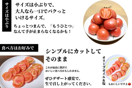 トマト 定期便 3回 計3kg 2026年3月下旬から発送 珊瑚樹トマト