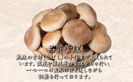 生しいたけ 1kg しいたけ