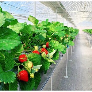 無添加 純苺ジャム 3個化粧箱詰め合わせ_惣菜・加工品 ジャム 缶詰・瓶詰 _【配送不可地域:離島】【1210429】