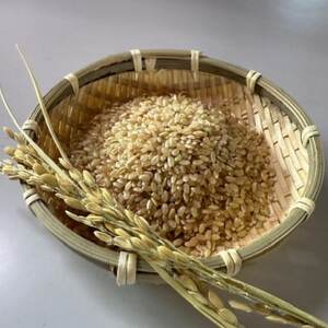 【玄米10kg】紗奈～はまだ農園 　玄米(コシヒカリ)_ 玄米 米 こめ コメ   コシヒカリ 米 こしひかり_【1600213】