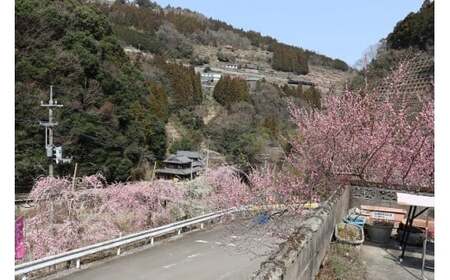 中山間地域交流拠点施設　たねのや　ピザ体験　（２名）　リノベーション 体験 吉野川市美郷 ピザ窯 ピザ焼き