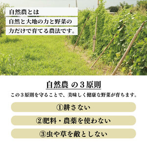 自然農 菊芋 約2kg 【 菊芋 】