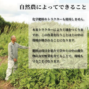 自然農 菊芋 約2kg 【 菊芋 】