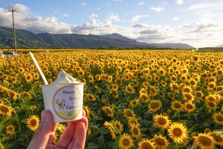 川島ジェラート ひまわりアイス 6個 ジェラート