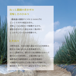 【 シャキとろ青ネギ 】 2kg 4月から5月発送 