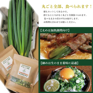 【 シャキとろ青ネギ 】 2kg 4月から5月発送 
