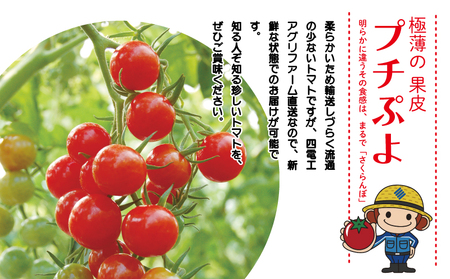 プチぷよ 1.2kg (150g×8)  【 ミニトマト 】