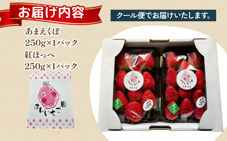 いちご 500g 紅ほっぺ あまえくぼ 食べ比べ セット 2パック 先行予約 苺 イチゴ あんいちご園 いちご いちご いちご