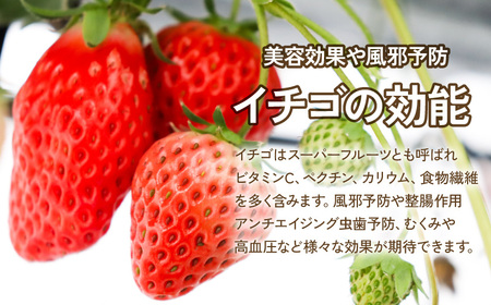 いちご ジャム あまえくぼ 紅ほっぺ 2本  ( 2025年 1月 以降 発送予定 )  期間限定 人気 果物 フルーツ 新鮮 旬 冬 春 ケーキ ショートケーキ デザート ギフト 贈り物 贈答 イチゴ 苺 ストロベリー 徳島県 吉野川市 あんいちご園