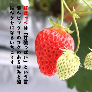 苺ジャム  紅ほっぺ 4本 ｜ ジャム