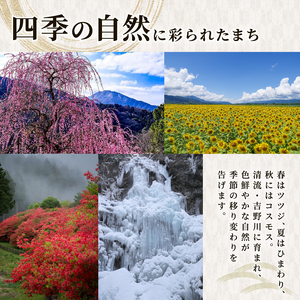 和菓子 ういろ 6個 セット 詰合せ ういろう 阿波ういろ