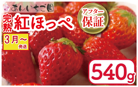 【 紅ほっぺ 】 540g 紅ほっぺ 3月～順次発送 苺 いちご