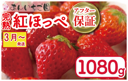 紅ほっぺ 1080g 苺 いちご 3月 ～ 順次発送 いちご