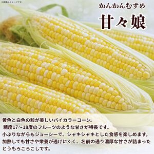 訳あり とうもろこし 甘々娘 約4kg サイズ不揃い 《 2026年6月発送 》