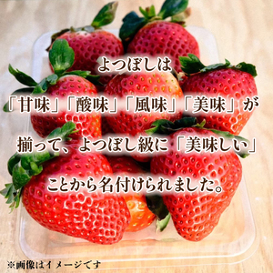 いちご よつぼし 850g 訳あり 【 いちご 】先行予約