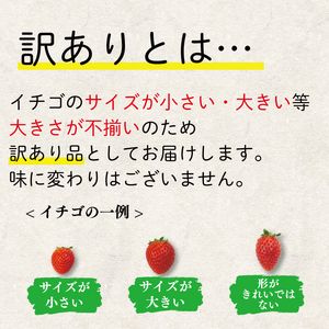 いちご よつぼし 850g 訳あり 【 いちご 】先行予約