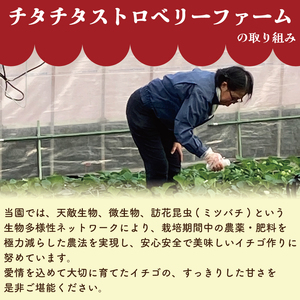 いちご よつぼし 850g 訳あり 【 いちご 】先行予約