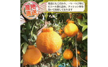 【 不知火 】 約 3kg 3L 8玉 不知火 みかん