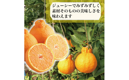 【 不知火 】 約 3kg 3L 8玉 不知火 みかん