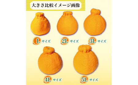 【 不知火 】 約 3kg 3L 8玉 不知火 みかん