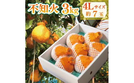 不知火 約3kg 4Lサイズ 7玉 不知火 不知火 不知火 みかん 柑橘