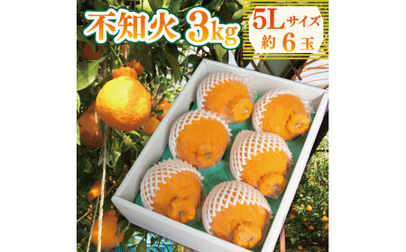 先行予約 不知火 約3kg 5Lサイズ 6玉 不知火  不知火 不知火 不知火