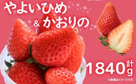 先行予約 訳あり いちご やよいひめ かおりの 計1840g  いちご いちご いちご いちご いちご いちご