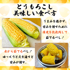 とうもろこし スイートコーン おおもの  約 5kg 