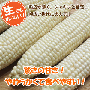 とうもろこし ホワイトコーン スイートコーン 約5kg 