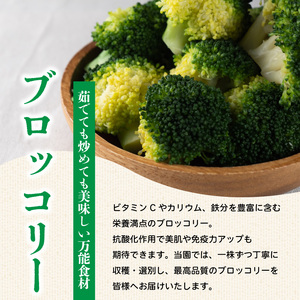 ブロッコリー 約2kg 【 ブロッコリー 】
