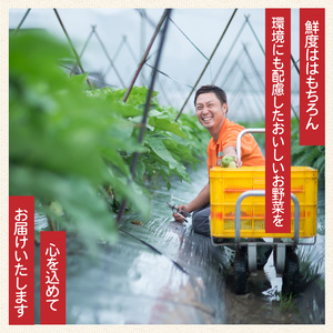 ブロッコリー 約2kg 【 ブロッコリー 】